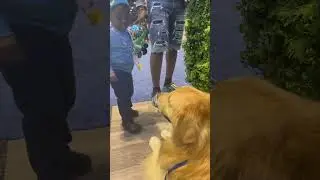 My dog gets booped! #boop