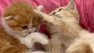 Котята играют #shorts