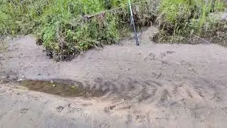 Лесная речка