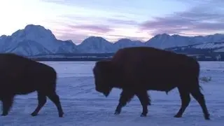 Bison Solstice Sunset