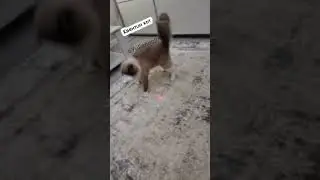 Котоатракцион😺
