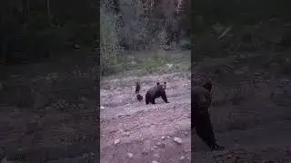 медведь