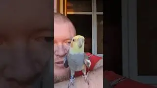 Птица Чапмэн даёт концерт в День Победы 