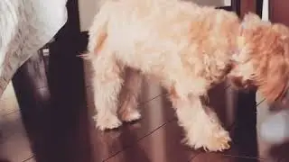 Coco from Instagram / 20181218