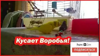 КАК ВОЛНИСТЫЙ ПОПУГАЙ ЧУТЬ НЕ СЪЕЛ ПТЕНЦА ВОРОБЬЯ!? Знакомство попугаев с птенцом воробья.
