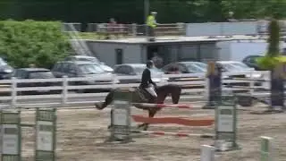 Canyarose 6yo HSI Studbool Final Mullingar