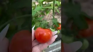 Лучший смузи 🍅🧄🥦