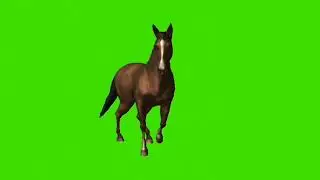Horse || Green screen horse || Horse turn right || Horse turn green screen || Chroma key || 4K HD ||