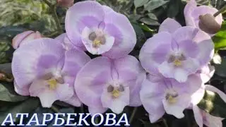 №858/ БОЛЬШАЯ поставка ОРХИДЕЙ в с/ц на АТАРБЕКОВА