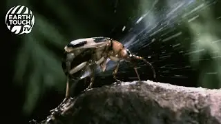 A beetle with butt acid