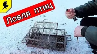 Catching birds on an old cage (Zapadok) 2024