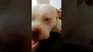 Best dog 