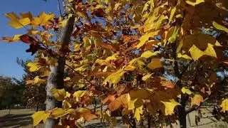Copyright Free Content - Video Five