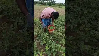 Vivasayam and harvesting #shorts #farming #viral #agriculture