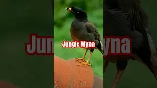 Beautiful Jungle Myna #birds #Shorts #nature #wildlife