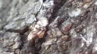 Bagworm