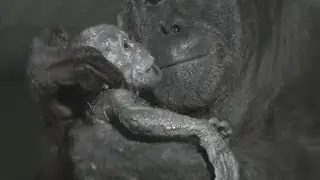 Orangutan birth captured live on camera at Durrell