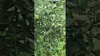яблоки