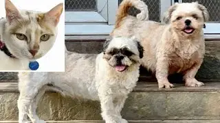 Fun Afternoon For a Cat and 2 Dogs
