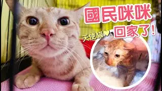 離開停車場的國民咪咪能適應嗎？回家後更大的挑戰竟然是！｜傲嬌爸的養貓日常