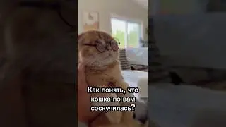 Как понять, что кошка по вам соскучилась?😄 