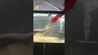 Electric Eel Attacks!