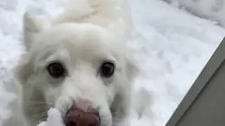 Do dogs eat snow?