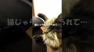 弟猫が姉猫を、とおせんぼしようとするが猫じゃらしにつられて！ #shorts