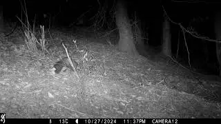 European pine marten (Martes martes)