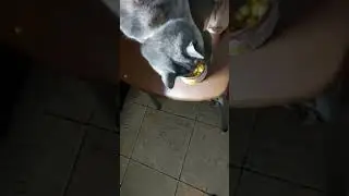 Кошка есть кукурузу.... #shorts #кошки
