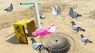 Under Ground Hole Birds Trap Easy | How To Make Birds Trap | 