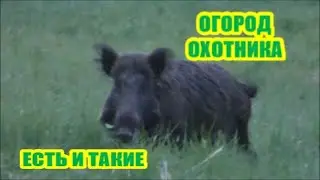 Охотничий огород ... он должен быть у каждого.