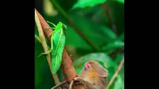 крохотная обезьянка и огромный кузнечик