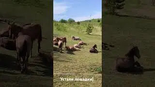 Релакс. Лошади на боковой.