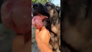 #bozçoban #kangal