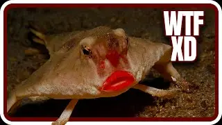 Animales MARINOS que te harán decir :O