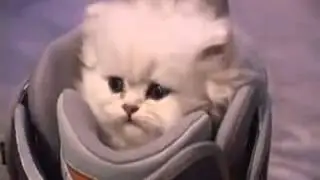 Котенок готовится к лыжне