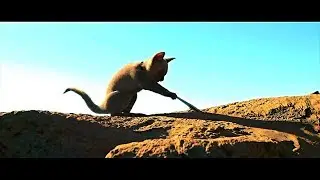 [Короткометражка]  Ведьма Кошечка