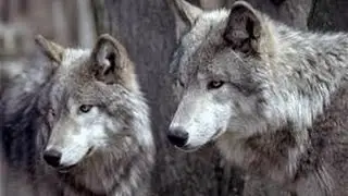 CLASSIC GOLDEN WOLVES CHANNEL TRAILER! 2016