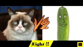 Quem Rir Perde Gatos: VS Pepinos