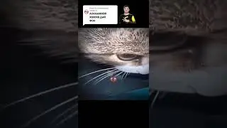 хааххахахахахааххаха