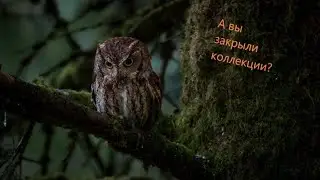 Lineage 2 Essence. Гайд-совет по коллекциям.