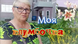 Розочка расцвела в моем дворике.