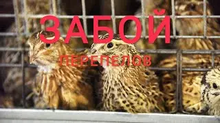 ЗАБОЙ ПЕРЕПЕЛОВ 18+