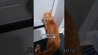 ❤️Artyom the Cat❤️