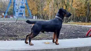 Ягдтерьер ,прогулка.
