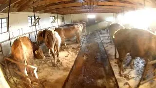 30 BAŞ KURBANLIK BAKIMI 2019 / POV