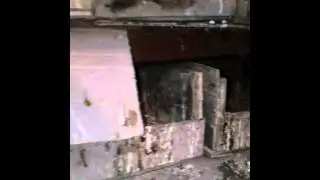 голуби