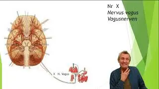 Kranialnerverna