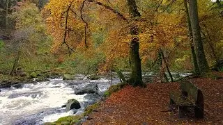 Autumn colours beside the river Braan, Dunkeld